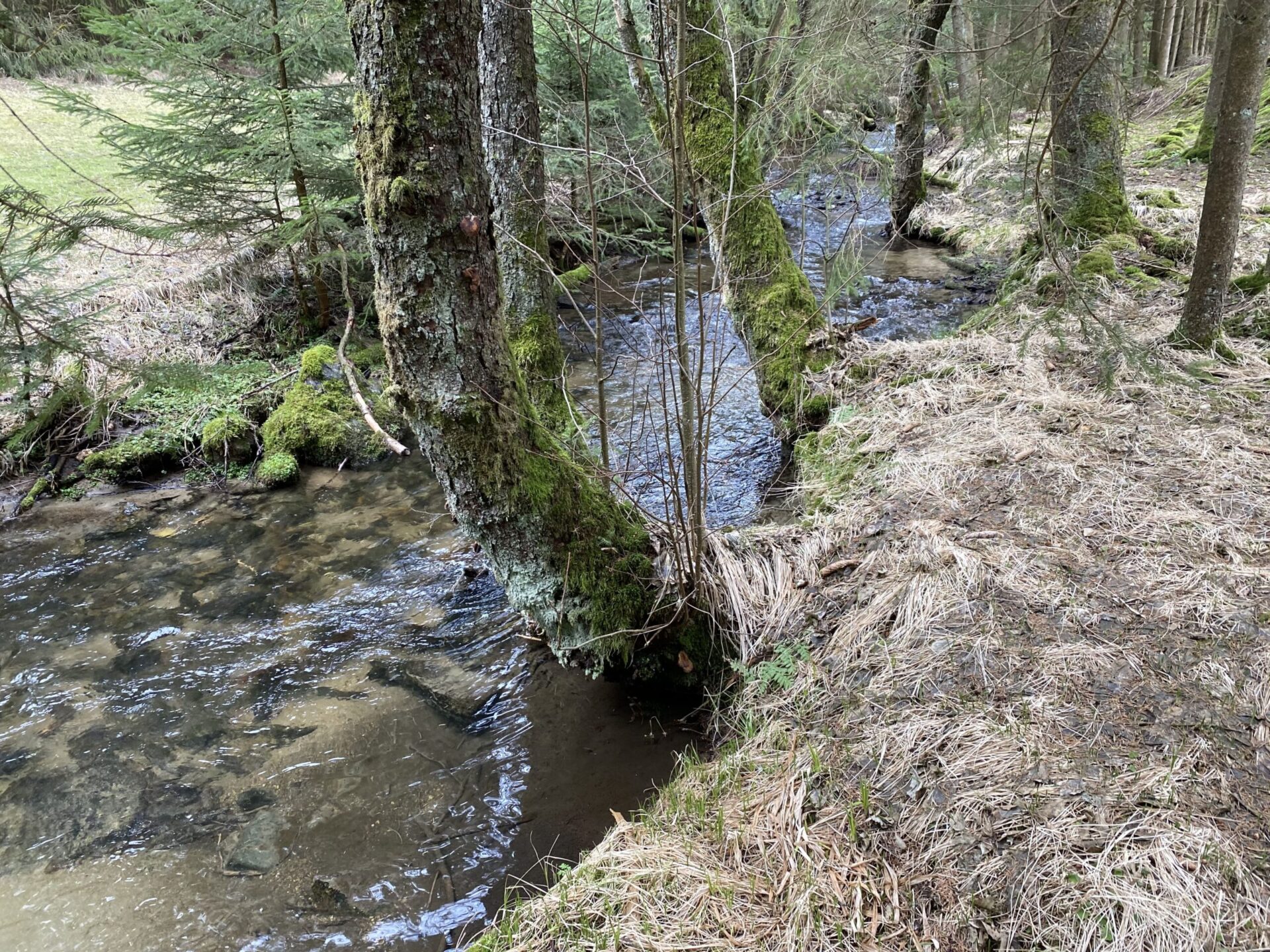Durchs Rehbachtal
